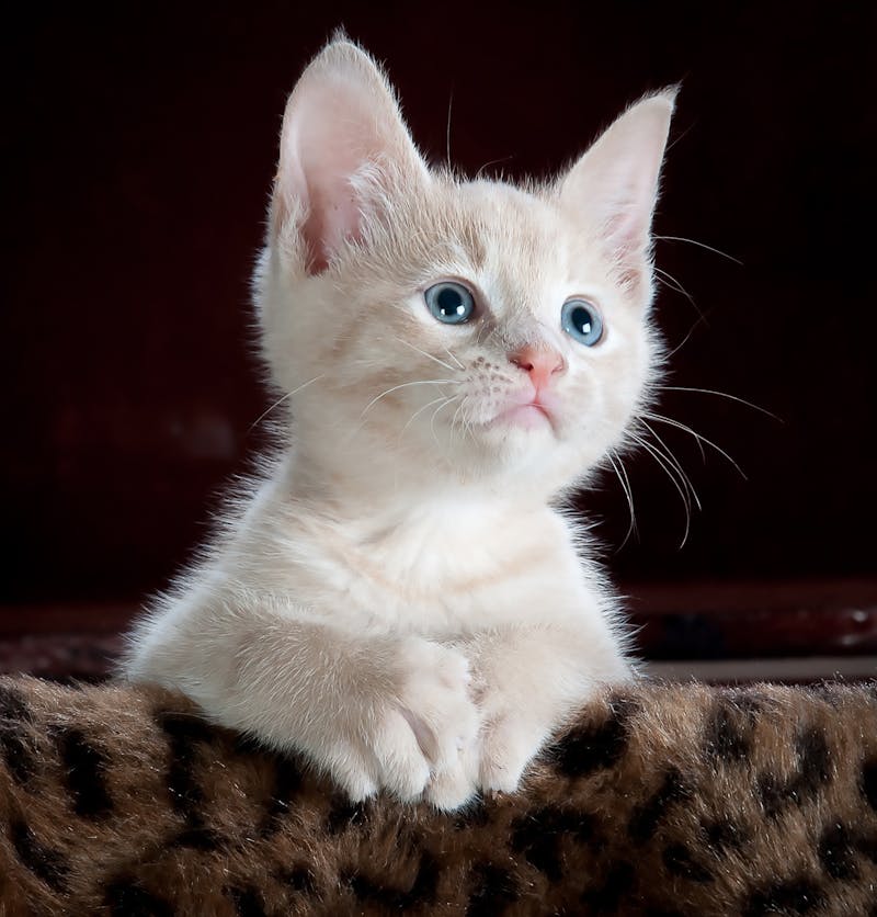 Cat portrait by PawPlay Studios