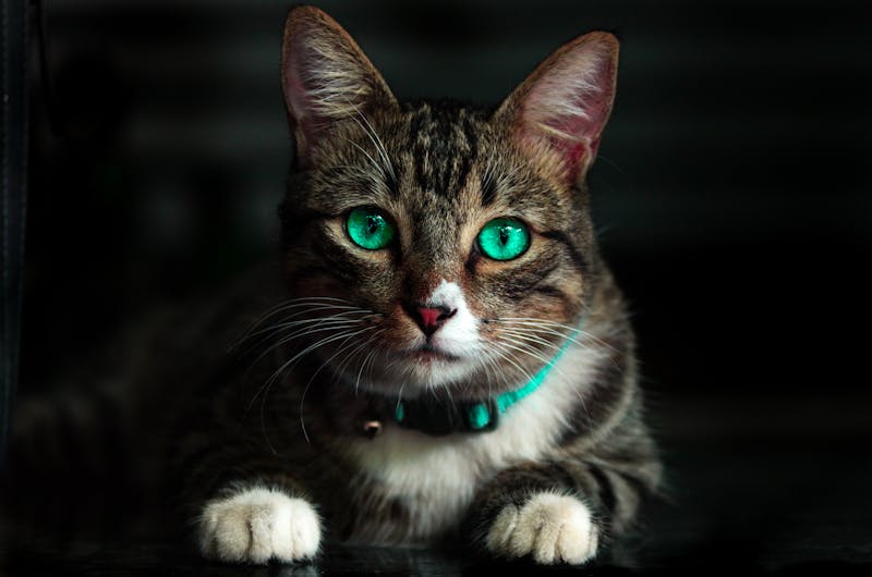 Cat studio portrait