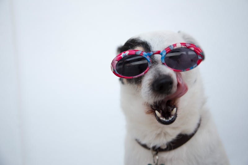 Happy dog portrait