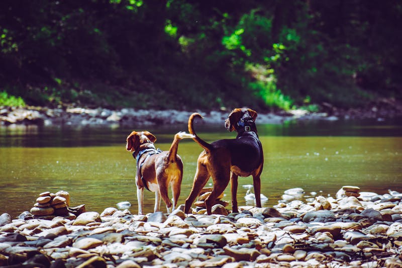 Outdoor pet photography session