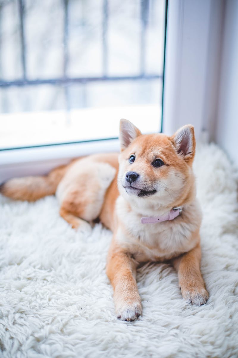 Professional pet portrait of a happy dog by PawPlay Studios