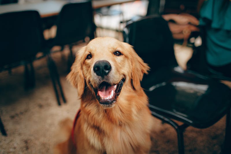 Dog portrait by PawPlay Studios