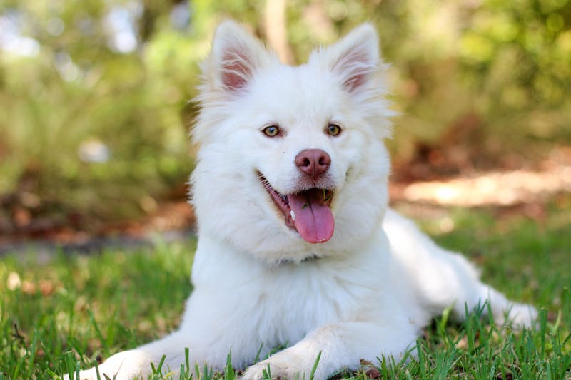 Pet portrait session