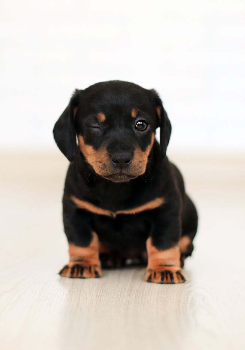 Dog outdoor portrait