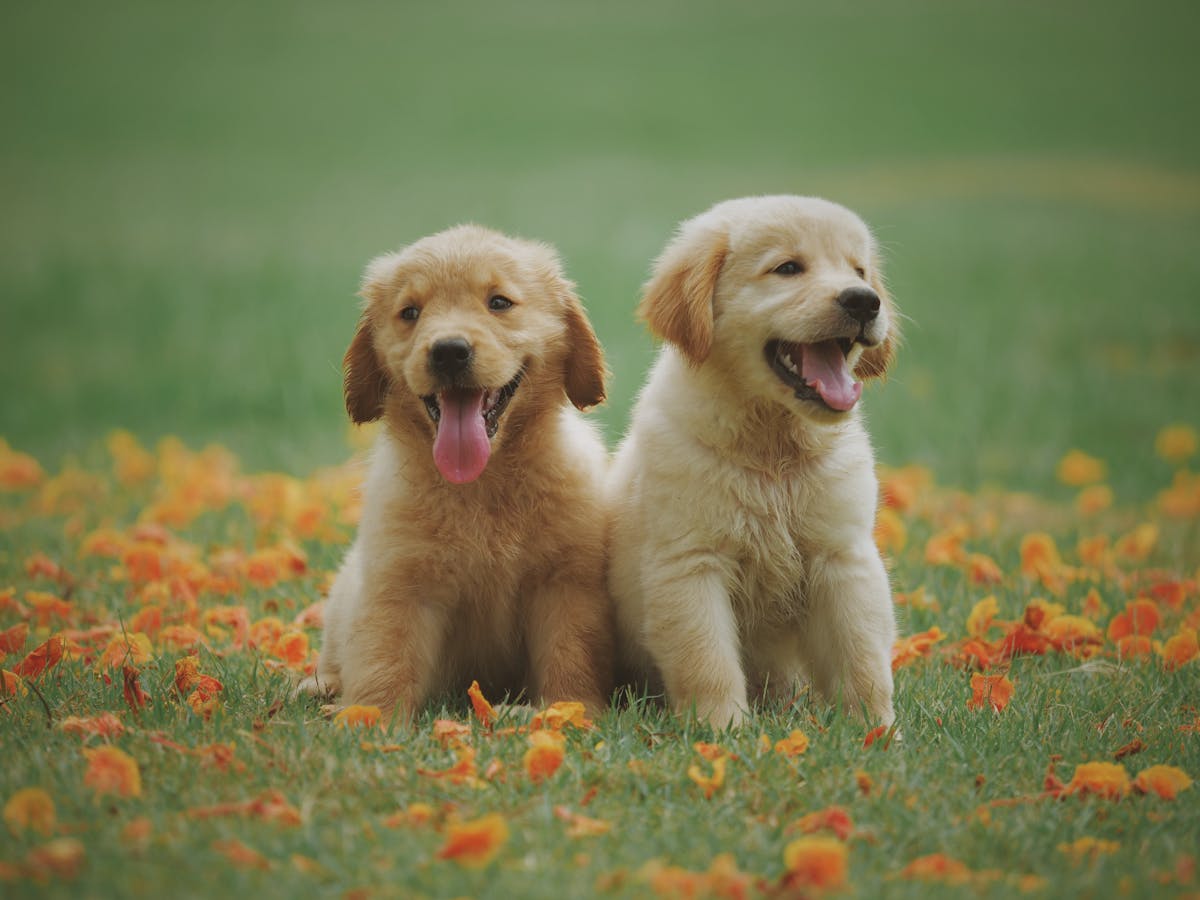 Group of happy dogs portrait by PawPlay Studios