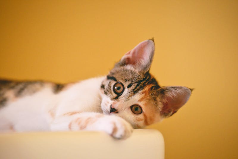 Pet and owner portrait session
