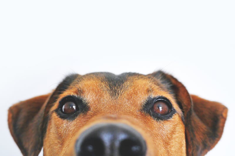 Studio pet photography